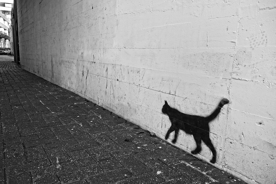 Family cat - pet or wild animal?